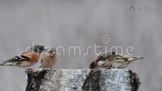 在冬季鸟类饲养器上踩碎的紫丁香视频