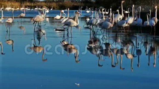 法国Camargue大火烈鸟、蔷薇Phenicopterus roseus、Pont de Gau视频