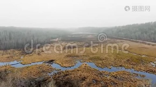 在浓雾下，在一片死林中，无人机在河上盘旋。 加拿大马尼托巴省麦克吉利夫雷瀑布视频