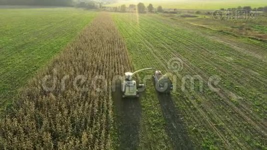 农业联合收割机收获玉米并倒入拖拉机拖车视频