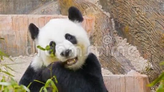 熊猫吃竹叶视频