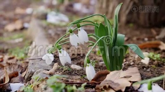 小雪滴花充满活力的绿色和白色冷冻阳光冬日花园特写风美丽精致的自然视频