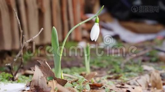 小雪滴花充满活力的绿色和白色冷冻阳光冬日花园特写风美丽精致的自然视频