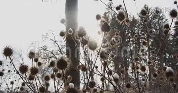 在冬天的景色中，阳光透过白雪覆盖的植物的样式照射进来视频