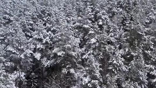 无人机在冬天飞过云杉和松树茂密的森林。 多云天气下美丽的冬季景观.. 树枝视频