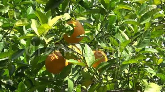 4K果园柑桔，新鲜多汁的热带柑桔枝条树视频