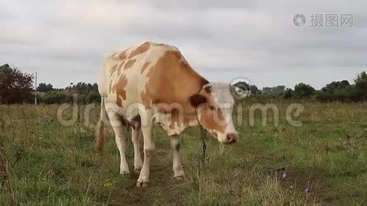 家牛在农场吃草视频