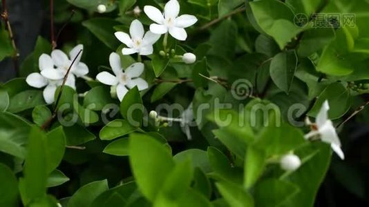 春天花园里五颜六色的热带花朵，在阳光明媚、茂盛的叶子中有着娇嫩的花瓣视频