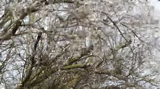 柳树的柔开花.. 波罗的海沿岸视频