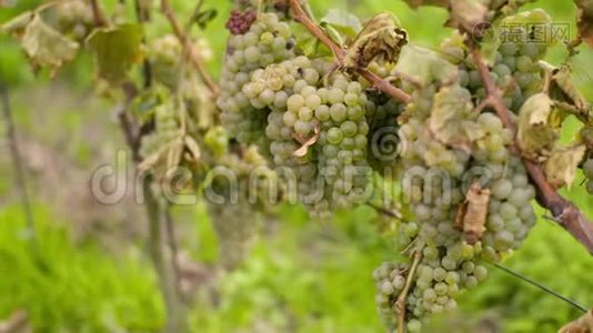 葡萄酒生产农场葡萄园上的葡萄视频