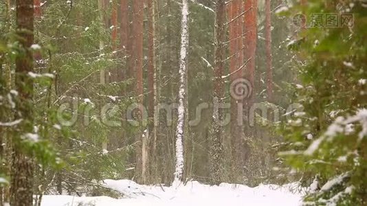 雪中松林茂密，春景盎然.. 全球变暖概念视频