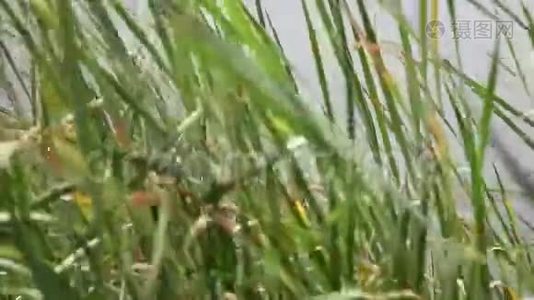 在强风下湖上高大的草茎。视频