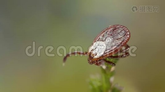 吸血的蜱在森林中的草枝上发现受害者视频