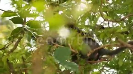 天然昂松国家公园绿叶间树枝上戴着可爱的眼镜叶叶猴视频