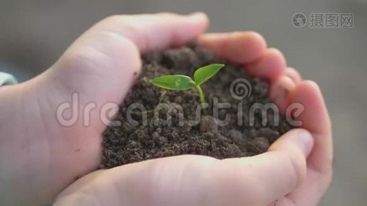 女孩手里拿着年轻的绿色植物。 生长，呵护，保护地球，生态的理念和标志..视频