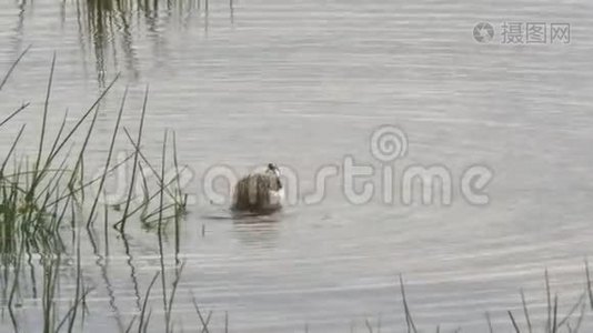 在安博塞利国家公园的湿地里，一只沼泽沙漏喂食视频