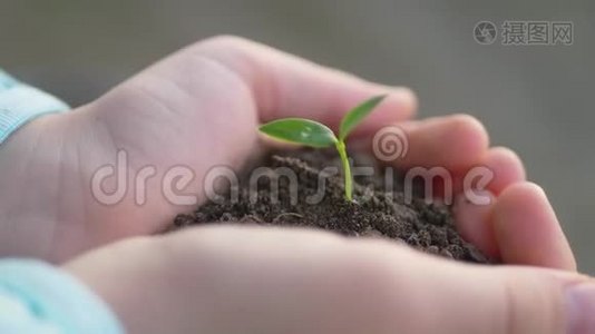 女孩手里拿着年轻的绿色植物。 生长，呵护，保护地球，生态的理念和标志..视频