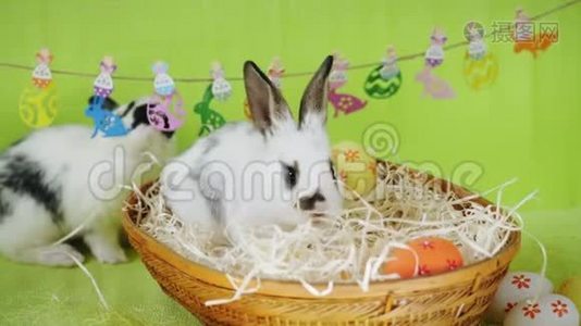 两只可爱的兔子在装饰的场景中视频