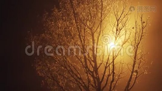 橙色的金光透过薄雾中的一棵树的光枝闪耀视频