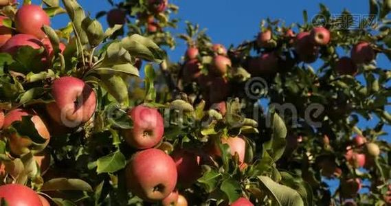 法国的果园苹果树。 树上的水果。视频