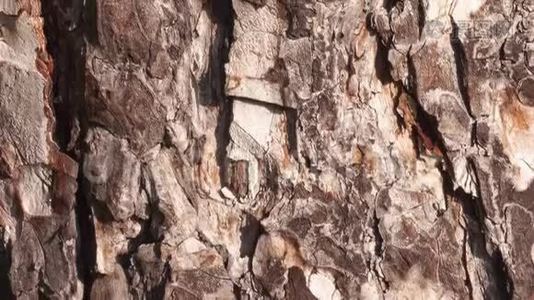 马栗树皮，树皮和树干赋予的纹理视频