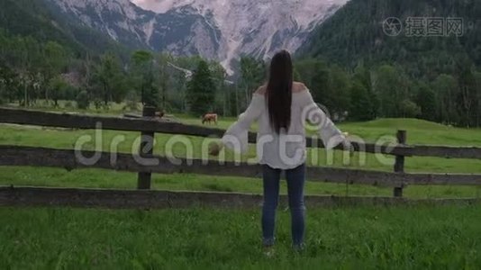 旅行者妇女正在阿尔卑斯山地区看着有奶牛和山脉的草地视频