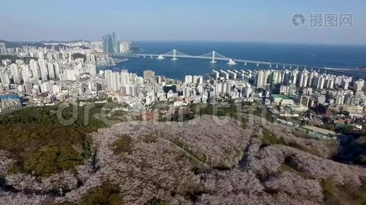 鸟瞰樱花盛开在盖姆里昂山，釜山，韩国。视频