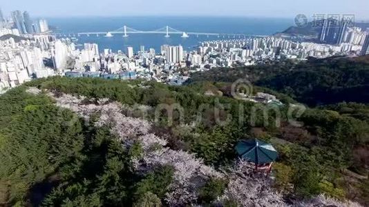 春天的花朵盛开在红山，釜山，韩国，亚洲。视频