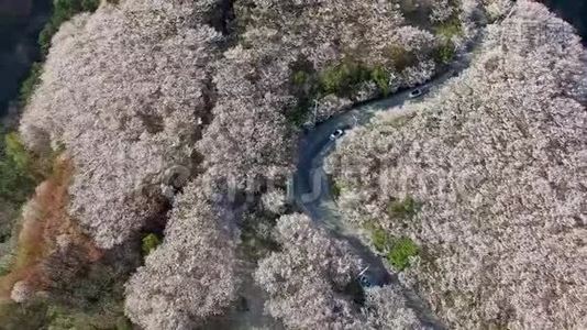 鸟瞰樱花盛开在盖姆里昂山，釜山，韩国。视频