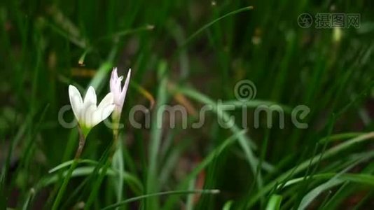 仙女百合植物和花视频