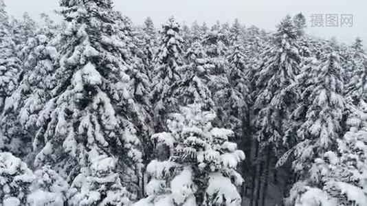 一个令人叹为观止的低鸟瞰飞越混合森林和高大的雪松过去树枝在雪中。 冬季森林视频