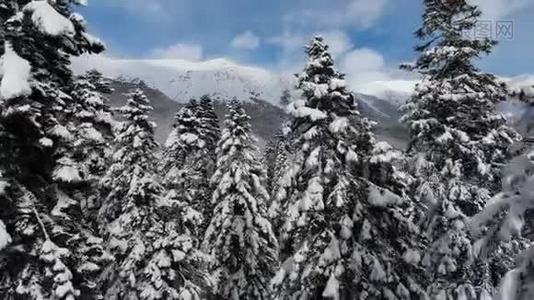 在山区针叶林中的雪松顶附近的无人机摄像机的空中视野特写视频