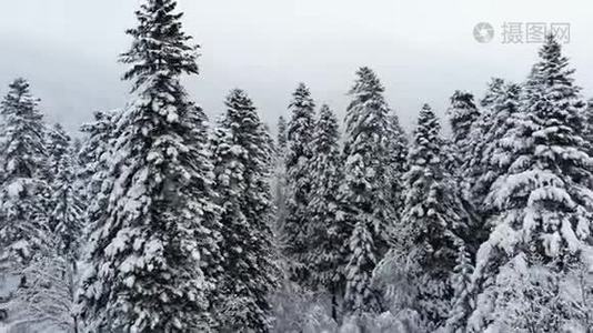 一个令人叹为观止的低鸟瞰飞越混合森林和高大的雪松过去树枝在雪中。 冬季森林视频