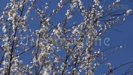 花园里一棵盛开的梅树视频