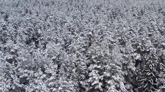 从上面的云杉和松树茂密的冬季森林的无人机景。 多云天气下美丽的冬季景观.. 树树视频