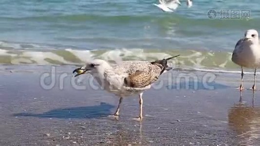 白海鸥吃面包，在阳光下站在沙滩上.. 海岸上有许多海鸥。视频