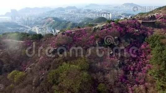 在韩国釜山的黄羊山盛开的春花视频