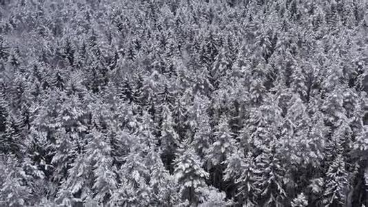 从上面的云杉和松树茂密的冬季森林的无人机景。 多云天气下美丽的冬季景观.. 树树视频