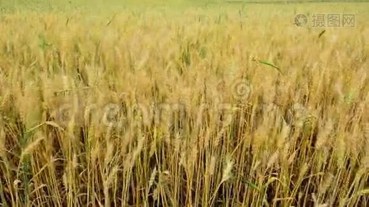 有金黄色成熟小麦的田野视频