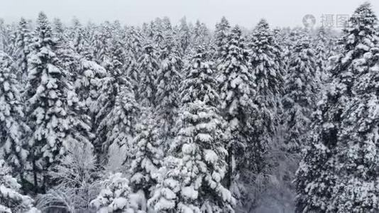 一个令人叹为观止的低鸟瞰飞越混合森林和高大的雪松过去树枝在雪中。 冬季森林视频