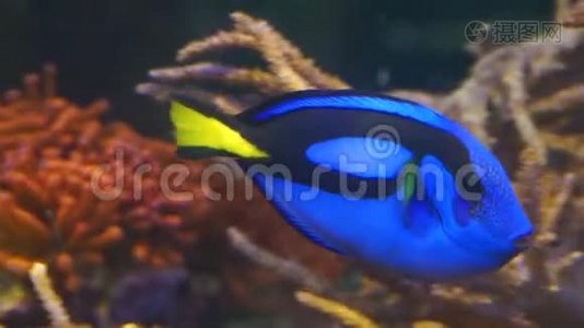一条蓝色唐型外科医生鱼的特写镜头，受欢迎的热带水族馆宠物，来自太平洋的异国鱼类视频