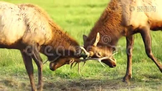 两只雄性公牛麋鹿麻雀试验大型野生动物视频
