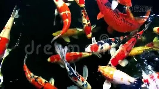 美丽的五彩锦鲤鱼在游泳池里游泳。视频