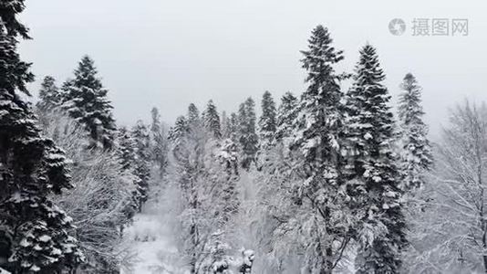 一个令人叹为观止的低鸟瞰飞越混合森林和高大的雪松过去树枝在雪中。 冬季森林视频