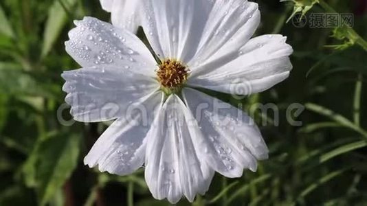 白色的墨西哥星号或宇宙花朵，随自然花园室外背景的水滴而绽放视频