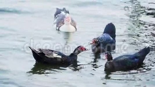 几只野鸭在湖里游泳。 特写镜头。 慢动作视频