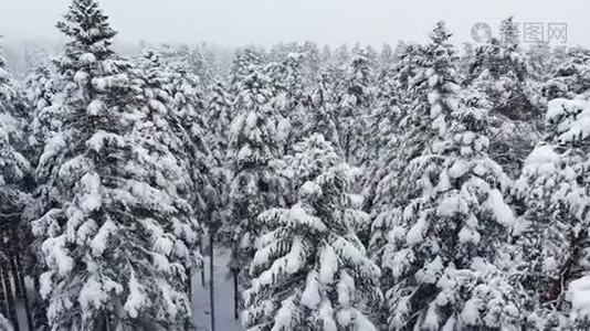 一个令人叹为观止的低鸟瞰飞越混合森林和高大的雪松过去树枝在雪中。 冬季森林视频