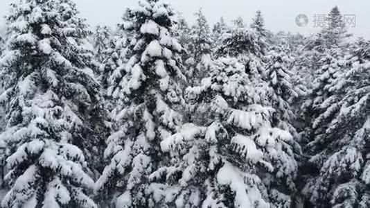 一个令人叹为观止的低鸟瞰飞越混合森林和高大的雪松过去树枝在雪中。 冬季森林视频