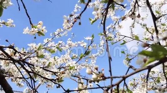 梨树开花。视频