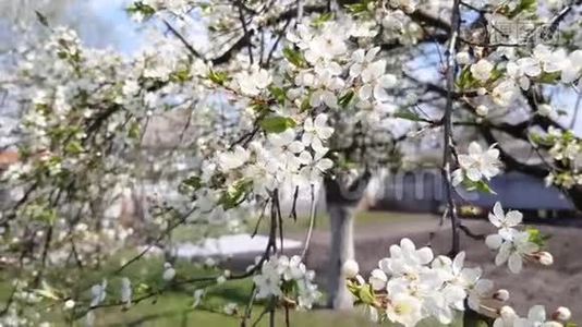 梨树开花。视频